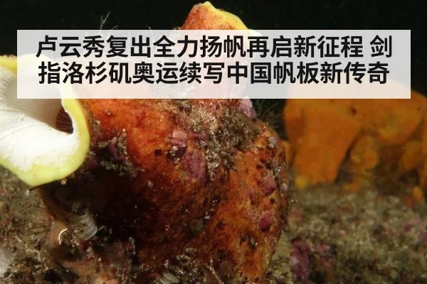 卢云秀复出全力扬帆再启新征程 剑指洛杉矶奥运续写中国帆板新传奇
